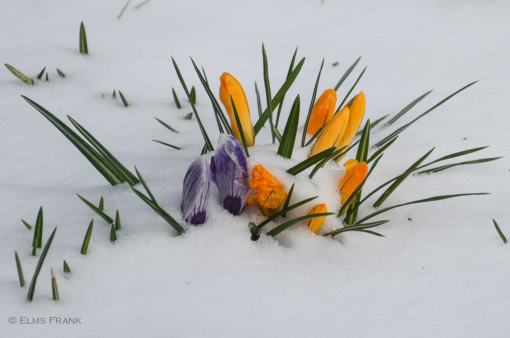 Krokusse im Schnee
