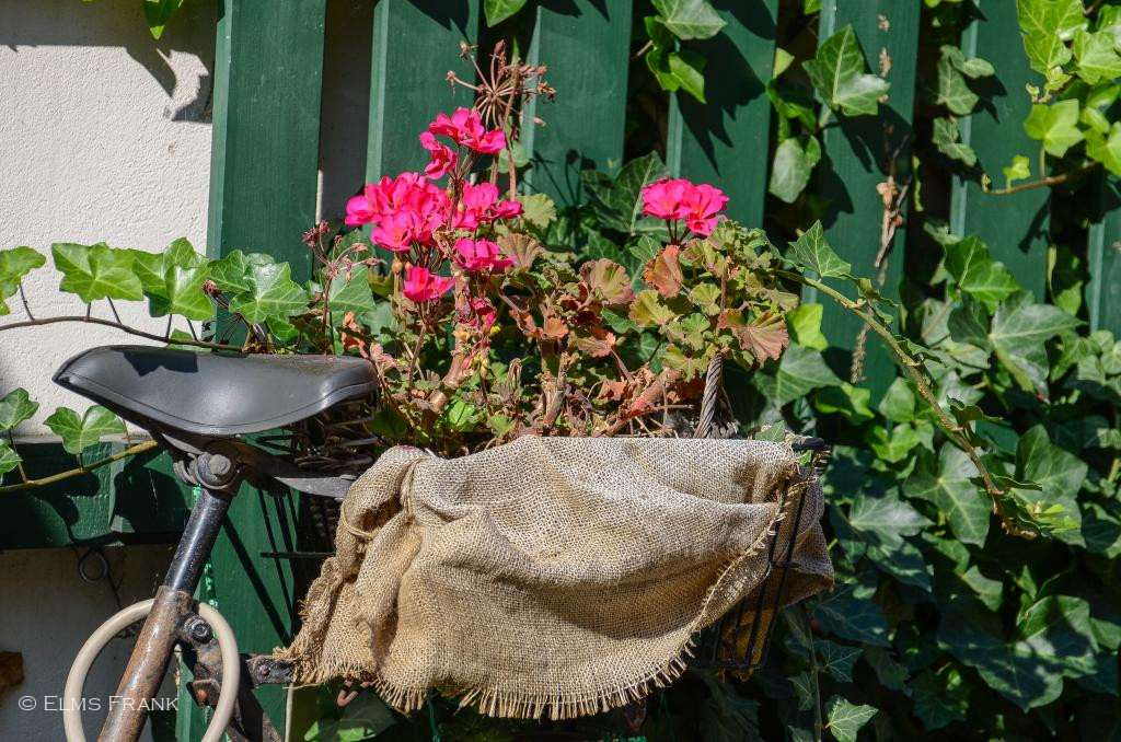 Fahrradblumen