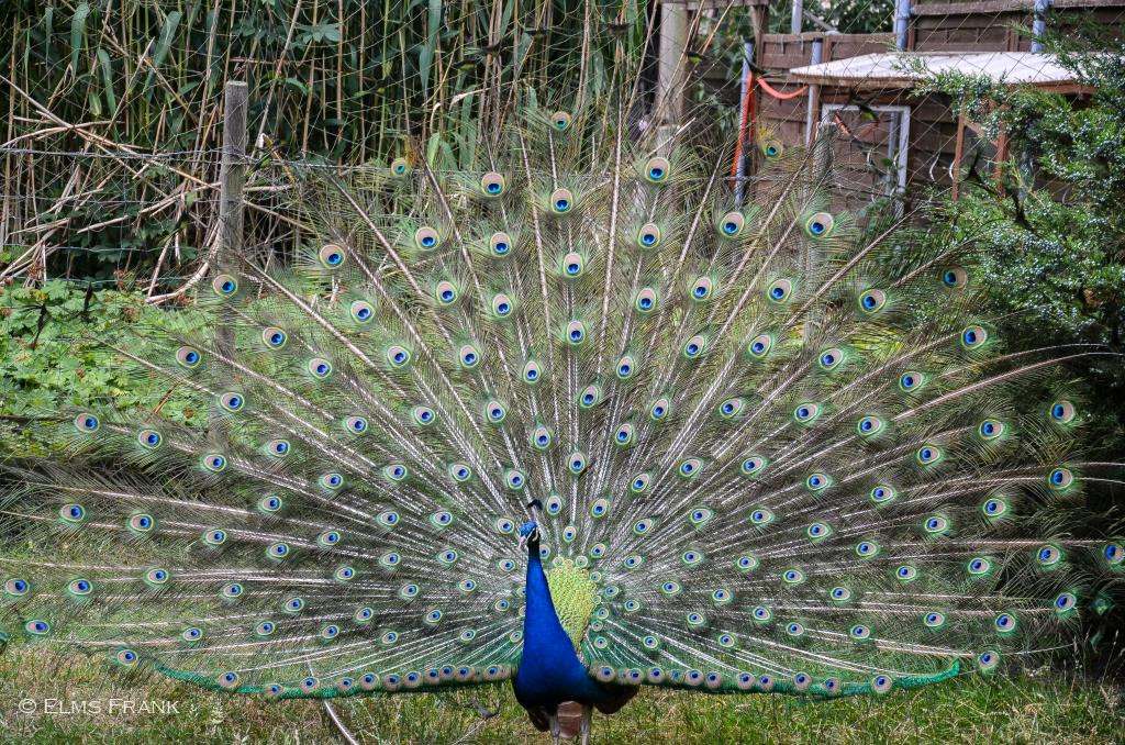 balzender Pfau
