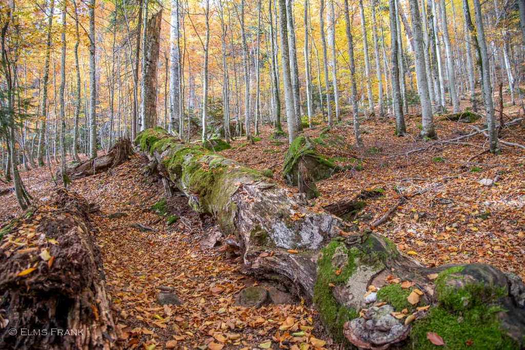 vermodernder Baumriese