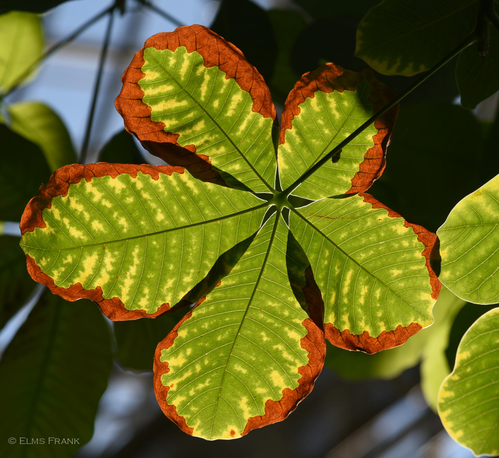 Blatt im Gegenlicht