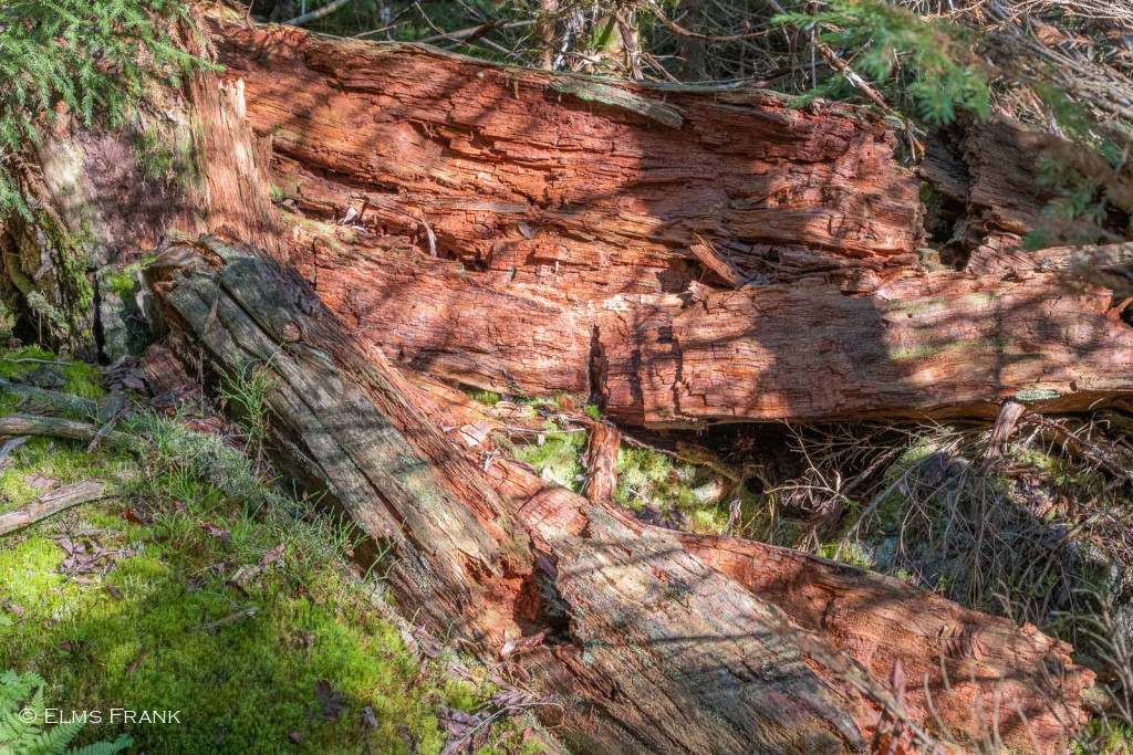 Zyklus Wachsen und Vergehen