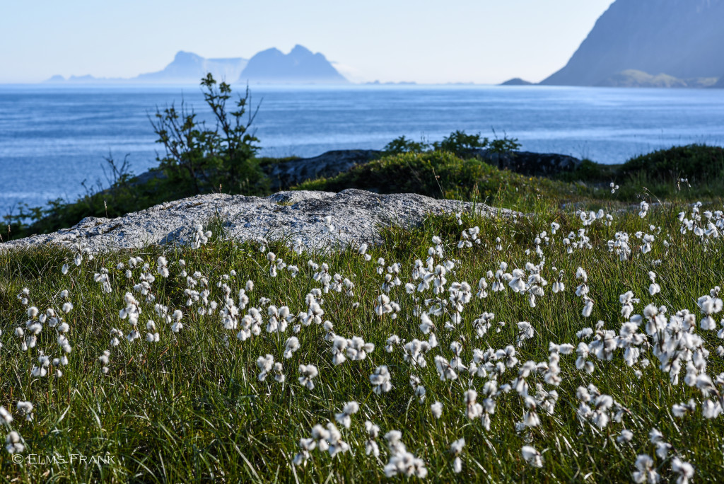 Wollgras am Nordmeer